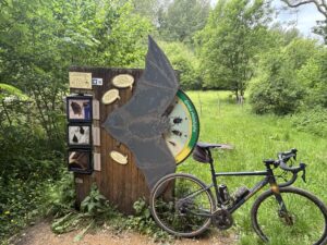 Chauve-souris-orval.jpg