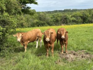 Vaches.jpg