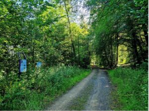 foret_1-2.jpg